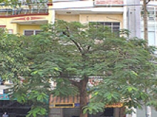Ngoc Nho