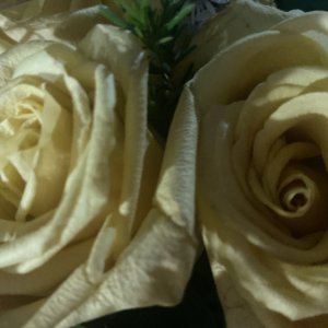 Unavailable Escorts Orlando