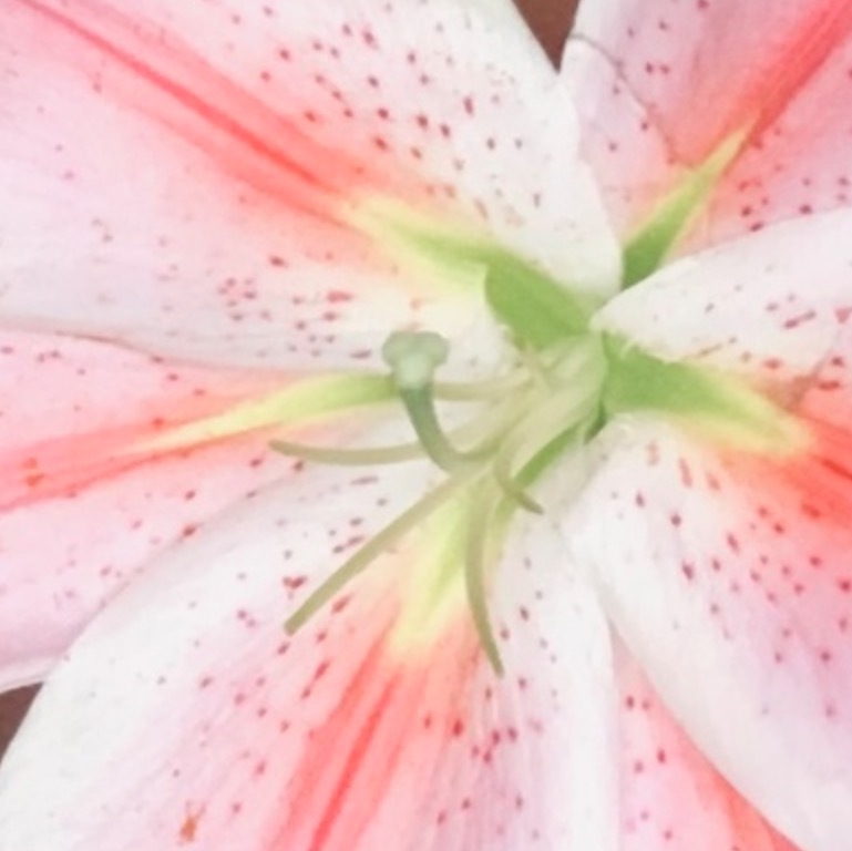 Rhonda Body Rubs San Diego